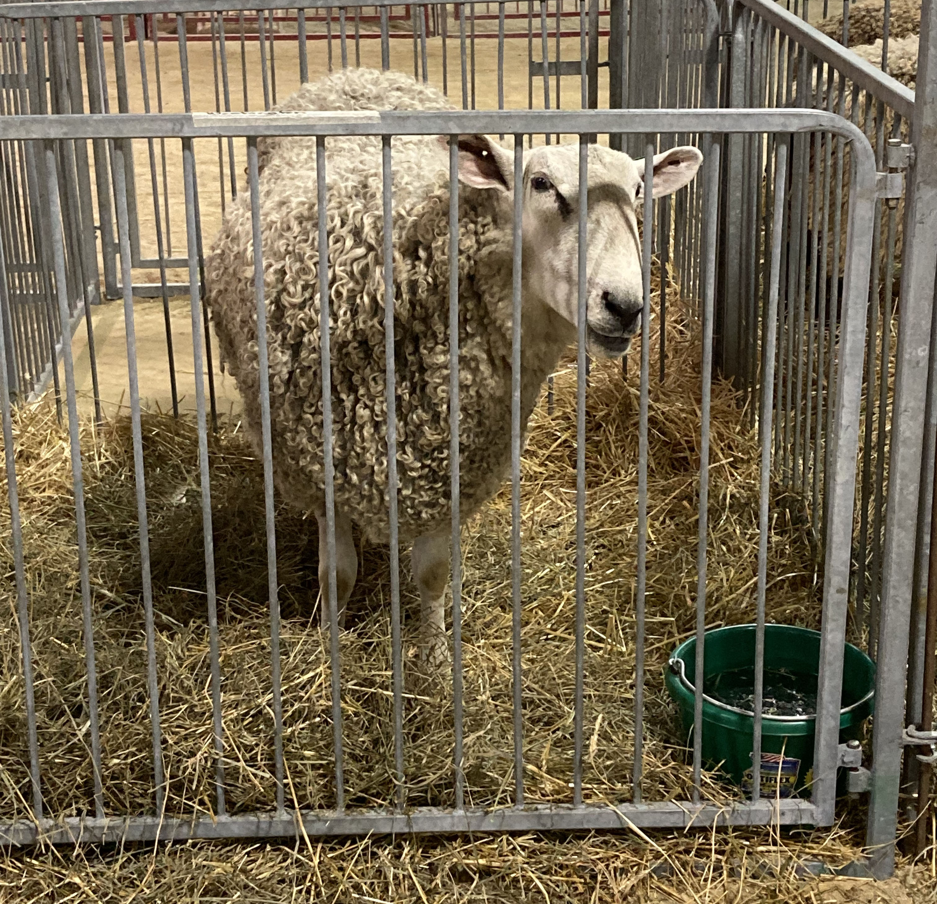picture of a sheep in a pen